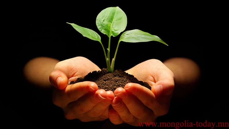 TreeOn төсөл 2030 он гэхэд 1 сая мод тарихаар төлөвлөжээ